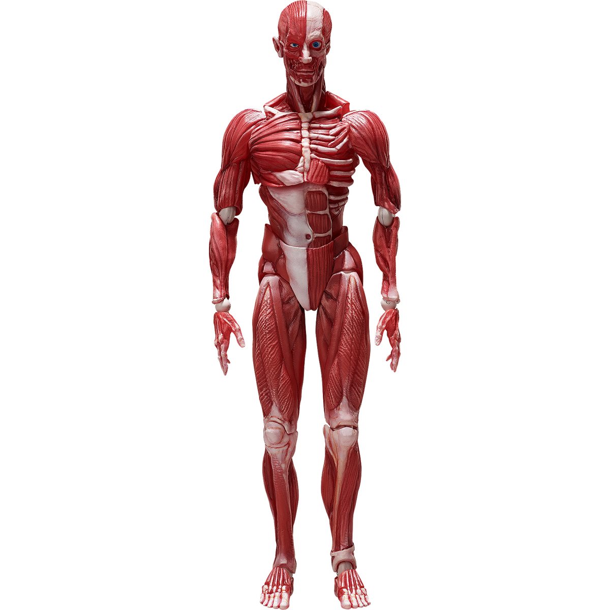 PRESALE | Figma (#SP-142) - The Table Museum - Human Body Model (FREEing)